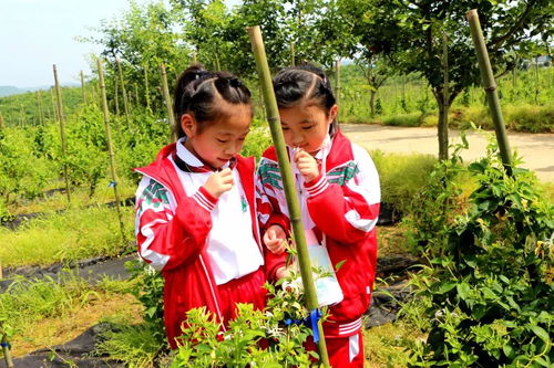 九江市外國語實驗小學到禮淶景區開展 踐行勞動教育,傳承農耕文化 主題活動